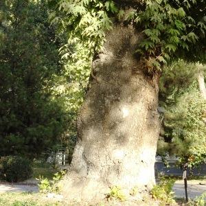 Photographie n°2575045 du taxon Platanus orientalis L. [1753]