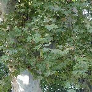  - Platanus occidentalis L. [1753]