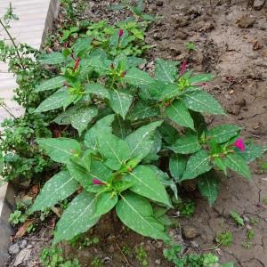 Photographie n°2575058 du taxon Mirabilis jalapa L. [1753]