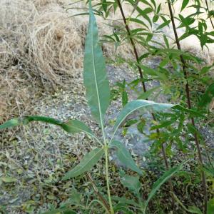 Photographie n°2575174 du taxon Vitex agnus-castus L. [1753]