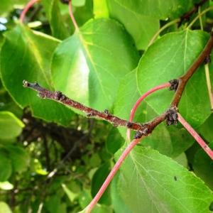 Photographie n°2575191 du taxon Prunus armeniaca L. [1753]