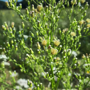 Photographie n°2575239 du taxon Erigeron canadensis L. [1753]