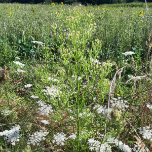 Photographie n°2575243 du taxon Erigeron canadensis L. [1753]