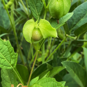 Photographie n°2575246 du taxon Nicandra physalodes (L.) Gaertn. [1791]