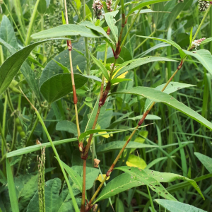 Photographie n°2575248 du taxon Persicaria lapathifolia (L.) Delarbre [1800]