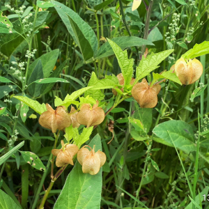 Photographie n°2575250 du taxon Nicandra physalodes (L.) Gaertn. [1791]