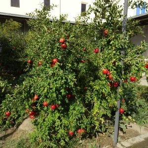 Photographie n°2575255 du taxon Punica granatum L. [1753]