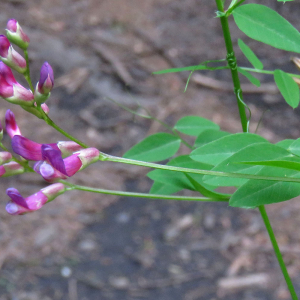 Photographie n°2575300 du taxon Vicia dumetorum L.