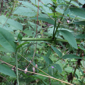  - Vicia dumetorum L.