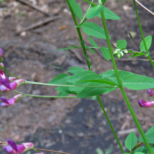 Photographie n°2575305 du taxon Vicia dumetorum L.