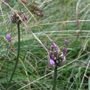 Photographie n°2575314 du taxon Allium carinatum L.