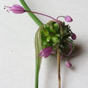 Photographie n°2575316 du taxon Allium carinatum L.