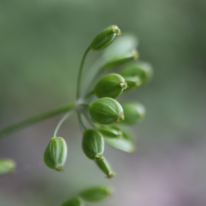 Photographie n°2575394 du taxon Pastinaca sativa var. arvensis Pers. [1805]