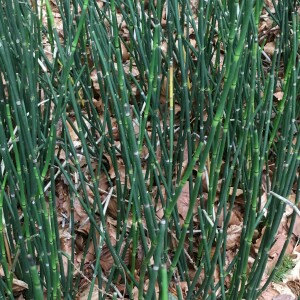 Photographie n°2575407 du taxon Equisetum hyemale subsp. hyemale