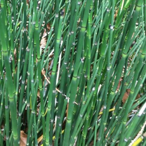  - Equisetum hyemale subsp. hyemale