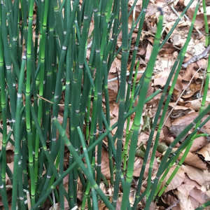  - Equisetum hyemale subsp. hyemale