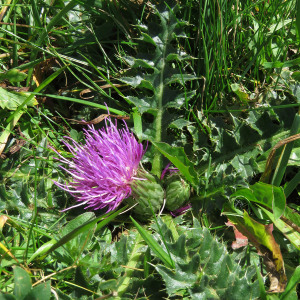 Photographie n°2575451 du taxon Cirsium acaulon (L.) Scop.