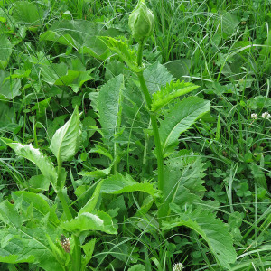 Photographie n°2575455 du taxon Cirsium oleraceum (L.) Scop.