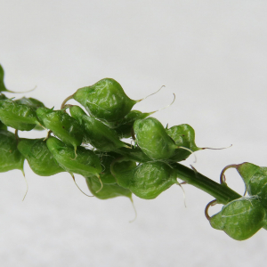 Photographie n°2575463 du taxon Trigonella altissima (Thuill.) Coulot & Rabaute