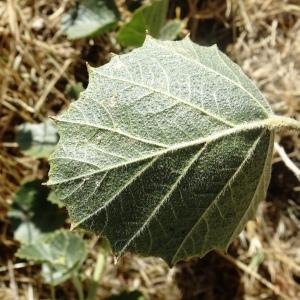 Photographie n°2575477 du taxon Populus euphratica Olivier [1807]