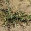 Populus euphratica Olivier [1807] [nn153317] par Alain Bigou le 20/10/2022 - Tukrmanovul