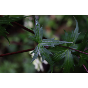 Aconitum lycoctonum L. [1753] 2023-08-06 (8).JPG