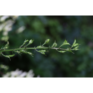 Aconitum lycoctonum L. [1753] 2023-08-06 (1).JPG