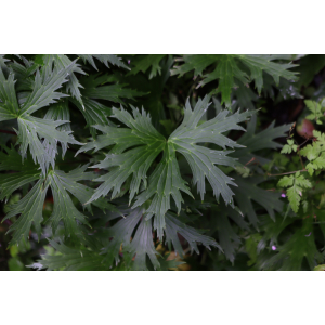 Aconitum lycoctonum L. [1753] 2023-08-06 (9).JPG