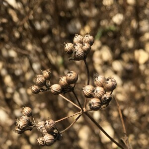 Photographie n°2575507 du taxon Coriandrum sativum L. [1753]