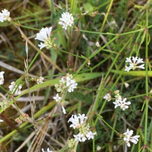 Photographie n°2575510 du taxon Asperula cynanchica L. [1753]