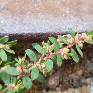 Photographie n°2575524 du taxon Euphorbia maculata L.