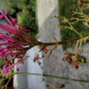 Photographie n°2575526 du taxon Centranthus ruber (L.) DC. [1805]