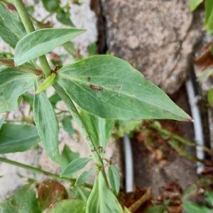 Photographie n°2575528 du taxon Centranthus ruber (L.) DC. [1805]