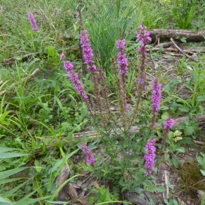 Photographie n°2575542 du taxon Lythrum salicaria L.