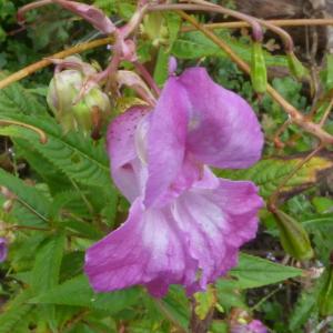 Photographie n°2575547 du taxon Impatiens glandulifera Royle [1833]