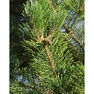 Pinus hartwegii Lindl.