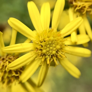 Photographie n°2575580 du taxon Jacobaea erucifolia (L.) G.Gaertn., B.Mey. & Scherb. [1801]