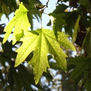 Photographie n°2575592 du taxon Platanus orientalis L. [1753]