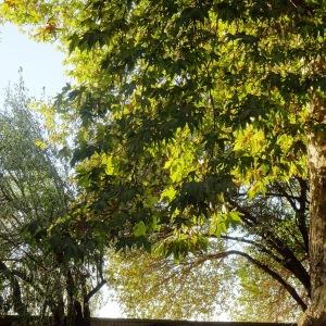 Photographie n°2575595 du taxon Platanus orientalis L. [1753]