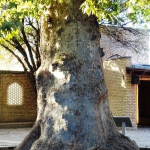 Photographie n°2575596 du taxon Platanus orientalis L. [1753]