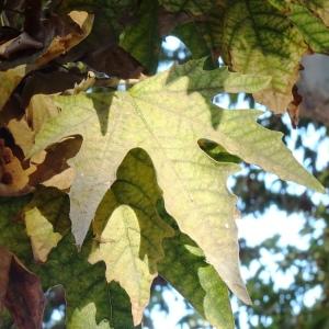 Photographie n°2575599 du taxon Platanus orientalis L. [1753]