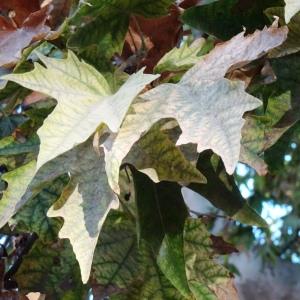 Photographie n°2575600 du taxon Platanus orientalis L. [1753]