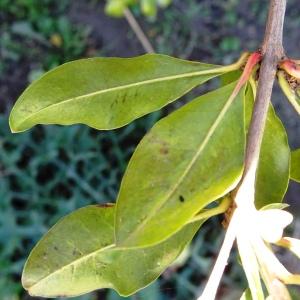 Photographie n°2575636 du taxon Punica granatum L. [1753]