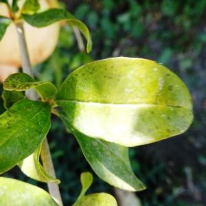 Photographie n°2575637 du taxon Punica granatum L. [1753]