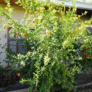 Photographie n°2575639 du taxon Punica granatum L. [1753]