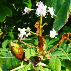 Photographie n°2575681 du taxon Aesculus hippocastanum L. [1753]