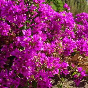  - Bougainvillea glabra Choisy [1849]