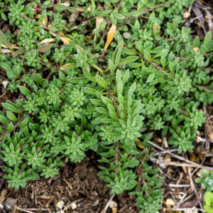 Photographie n°2575765 du taxon Alyssum alyssoides (L.) L. [1759]