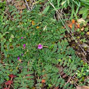 Photographie n°2575770 du taxon Erodium cicutarium (L.) L'Hér. [1789]