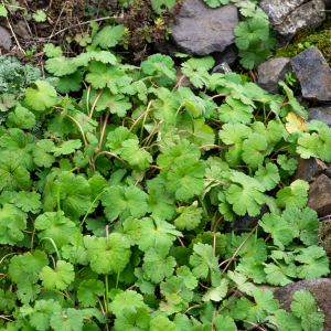 Photographie n°2575776 du taxon Geranium rotundifolium L. [1753]